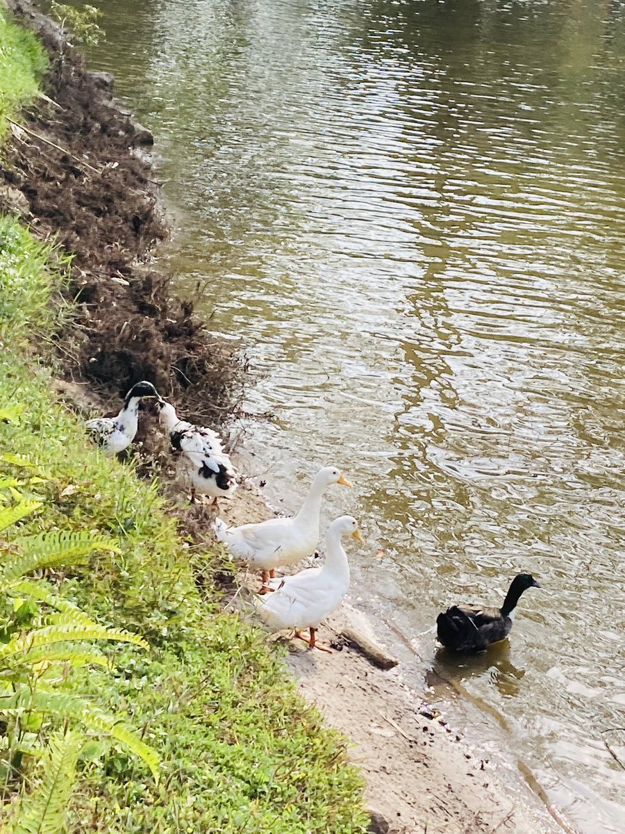 TomesReader's tweet photo. My evening of people watching #2
The ducks here are clearly unimpressed by the invaders of their waters.
In #wasthi's words "เถธเทเถเทเถเทเถฏ เถถเถ เถธเท เถเทเถเทเถเท?" https://t.co/lynbHRBu7D