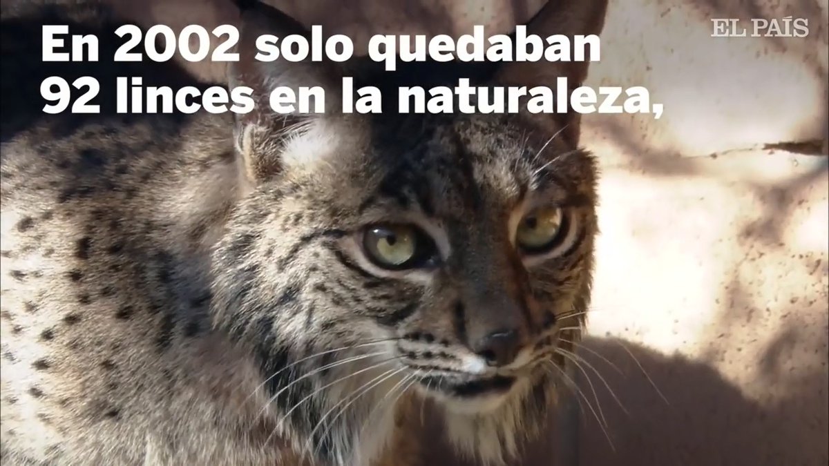 linceibericoSOS's tweet photo. 🅻🆈🅽🆇 🅿🅰🆁🅳🅸🅽🆄🆂 -Lince Iberico Una Madre Lleva A Sus Crias Al Lugar Donde Ella Nacio. https://t.co/wcBvlya76I

#linceiberico #lynxpardinus #iberianlynx https://t.co/R55h4Gbdkn