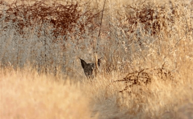 linceibericoSOS's tweet photo. 🅻🆈🅽🆇 🅿🅰🆁🅳🅸🅽🆄🆂 -Lince Iberico Una Madre Lleva A Sus Crias Al Lugar Donde Ella Nacio. https://t.co/wcBvlya76I

#linceiberico #lynxpardinus #iberianlynx https://t.co/R55h4Gbdkn