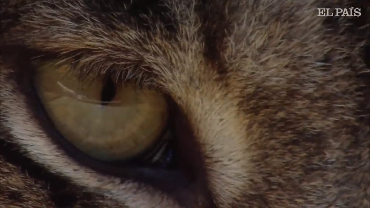 linceibericoSOS's tweet photo. 🅻🆈🅽🆇 🅿🅰🆁🅳🅸🅽🆄🆂 -Lince Iberico Una Madre Lleva A Sus Crias Al Lugar Donde Ella Nacio. https://t.co/wcBvlya76I

#linceiberico #lynxpardinus #iberianlynx https://t.co/R55h4Gbdkn