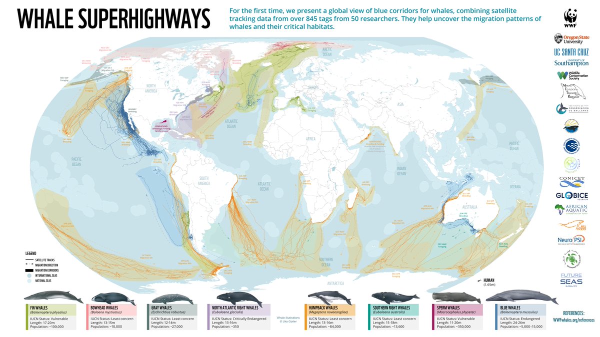 whittledaway's tweet image. What an amazing drawing - look at how important Ireland is for migrating whales! One reason why we need Marine Protected Areas and proper management of other activities across the ocean 🐳