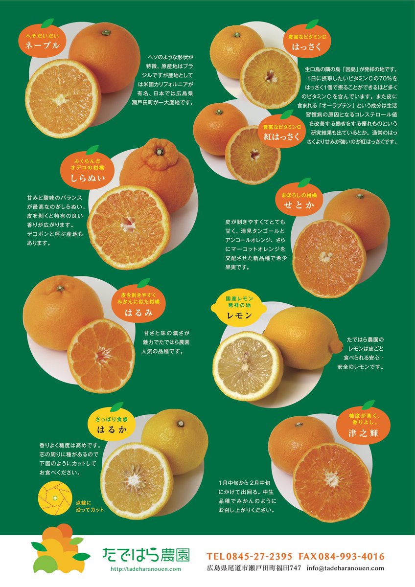 柑橘の新しいチラシができあがりました🍊🍋津之輝はそろそろシーズンが