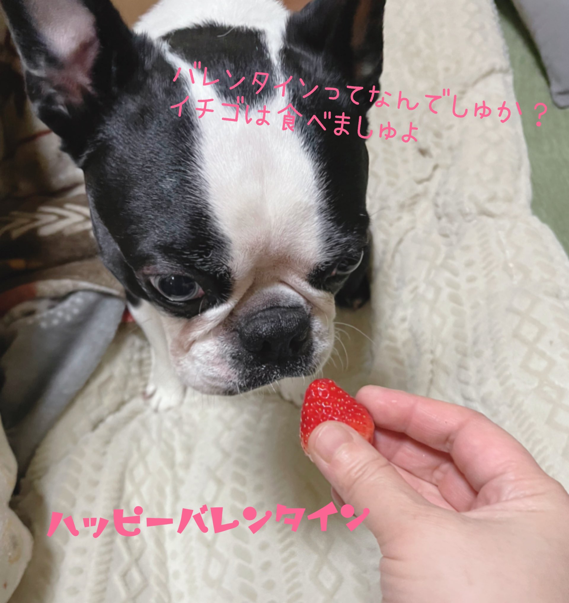 ぷくぴさ バレンタインでもチョコは食べられないからイチゴをもらうボス太 飼い主の自分用チョコはクルイゼルのポムドテール 見た目はじゃがいもだけど 庶民な飼い主は たこ焼きスナック を思い出した ボストンテリア とちあいか バレンタイン
