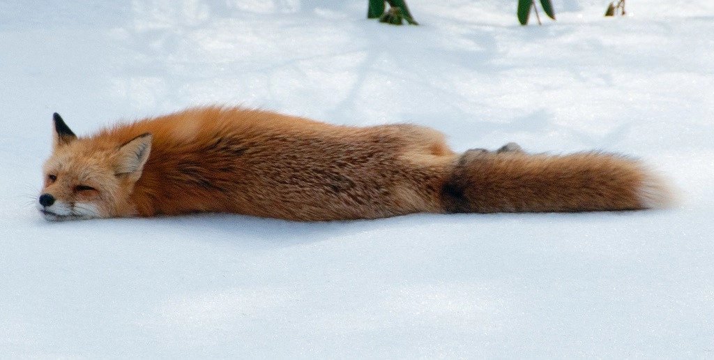 Ice fox. Лиса лежит. Лиса в снегу. Лисенок лежит. Лисенок лежит на спине.