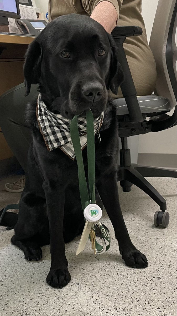 JayReutter's tweet photo. My buddy wants to sub today. I am sure the kids will love it. Not sure a lot of learning will happen but I know they would be loved. #DogsofMason @circletail https://t.co/0F363aLzlp