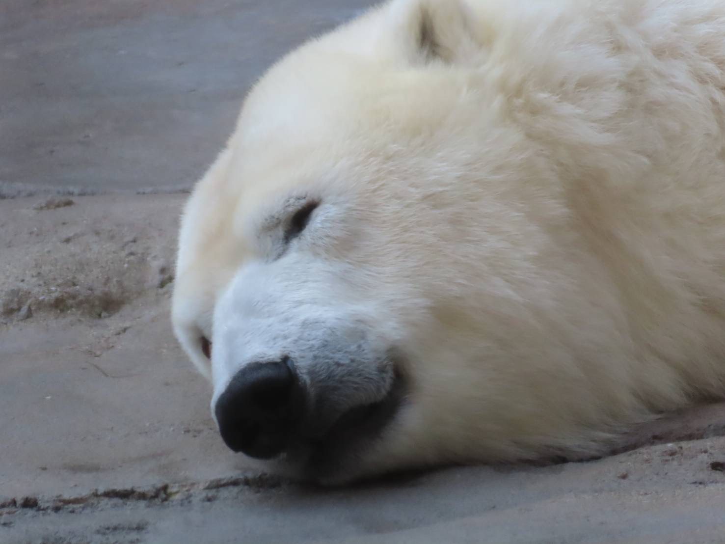 神戸市立王子動物園（公式） on X: 