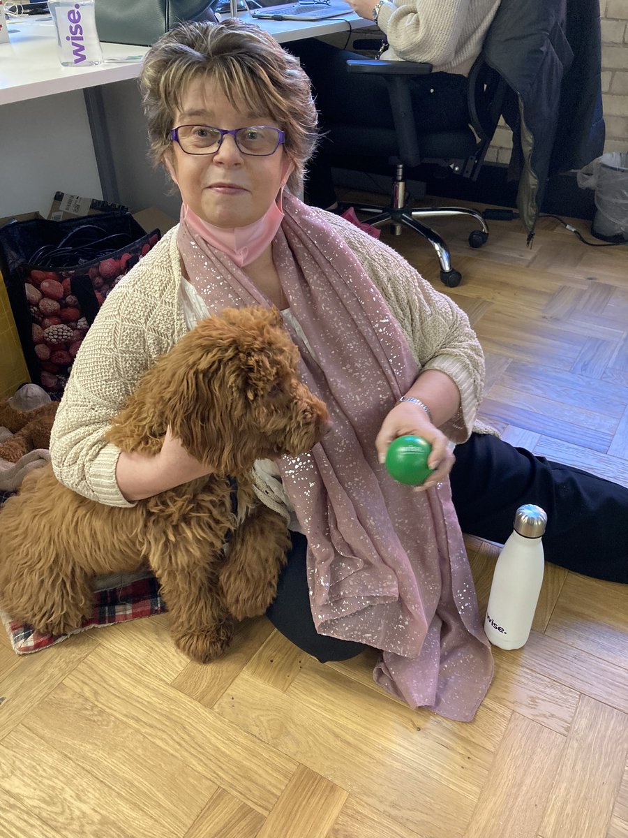 WSCargoWorks's tweet photo. Look who I bumped into today with our customers Teddy #dogsofworkspace  what a fluffy bundle of fun @WSCargoWorks https://t.co/w0G8iDRKEO