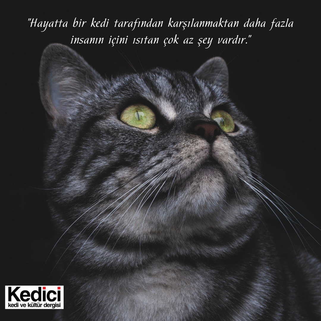 "Hayatta bir kedi tarafından karşılanmaktan daha fazla insanın içini ısıtan çok az şey vardır."

Dünya Kediler Gününüz Kutlu Olsun ❤🐈