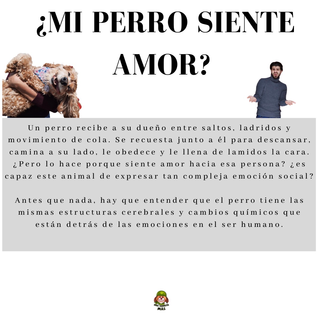 naveeureka's tweet photo. perros de compañía debemos ser muy medidos debido a que esto puede llegar a dañar su hipotálamo 🧠 y créeme eso no es muy fácil de arreglar. 😅 https://t.co/LRCD3BdLFI