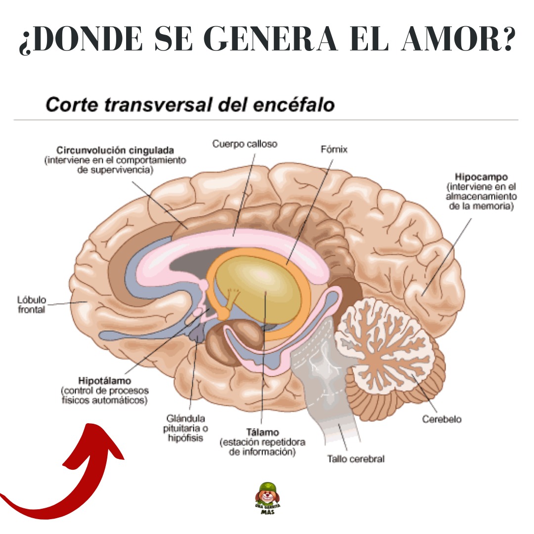 naveeureka's tweet photo. perros de compañía debemos ser muy medidos debido a que esto puede llegar a dañar su hipotálamo 🧠 y créeme eso no es muy fácil de arreglar. 😅 https://t.co/LRCD3BdLFI