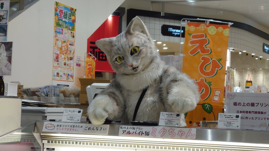 猫の手を借り大反響 全国各地でプリンを売る アルバイトにゃんこ が有能すぎ 全文表示 Jタウンネット