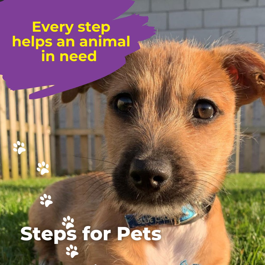 TogetherAnimals's tweet photo. This #RandomActsOfKindnessDay step up and help animals in need in our first virtual challenge! 
https://t.co/1DFG0dCyCw #stepsforpets #fundraising #challenge https://t.co/qakEMaUbxK