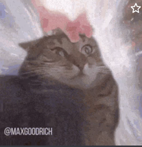 Johannes Roth tweet media