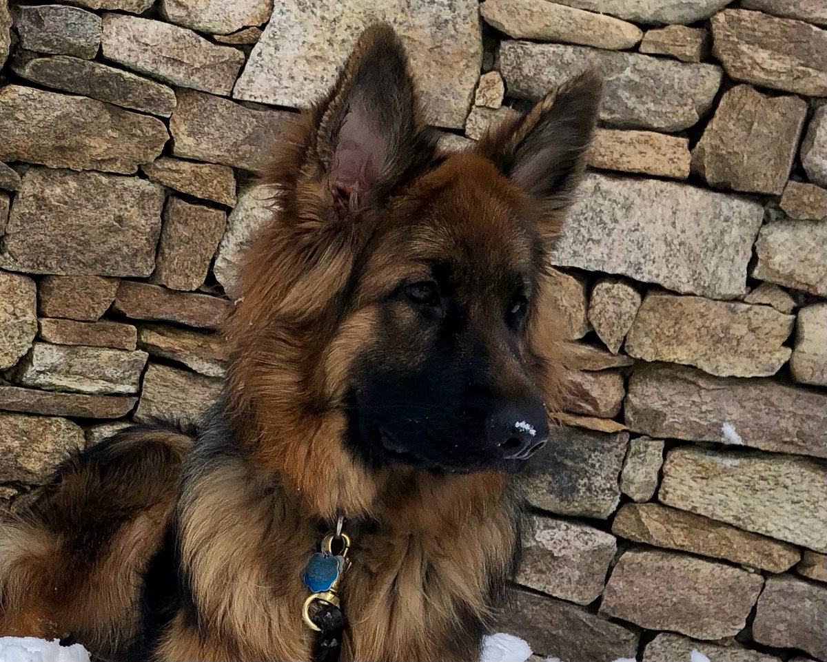 BethFratesMD's tweet photo. #ThankfulThursday Hoping you can spend some time feeling+sharing the gratitude you feel for loved ones today. π I'm grateful for this puppy who is almost a year old now. Athena--goddess of wisdom+war. She's mastered war and is working on wisdom. πΆ#DogsofTwittter #dogs https://t.co/SvUiookj49