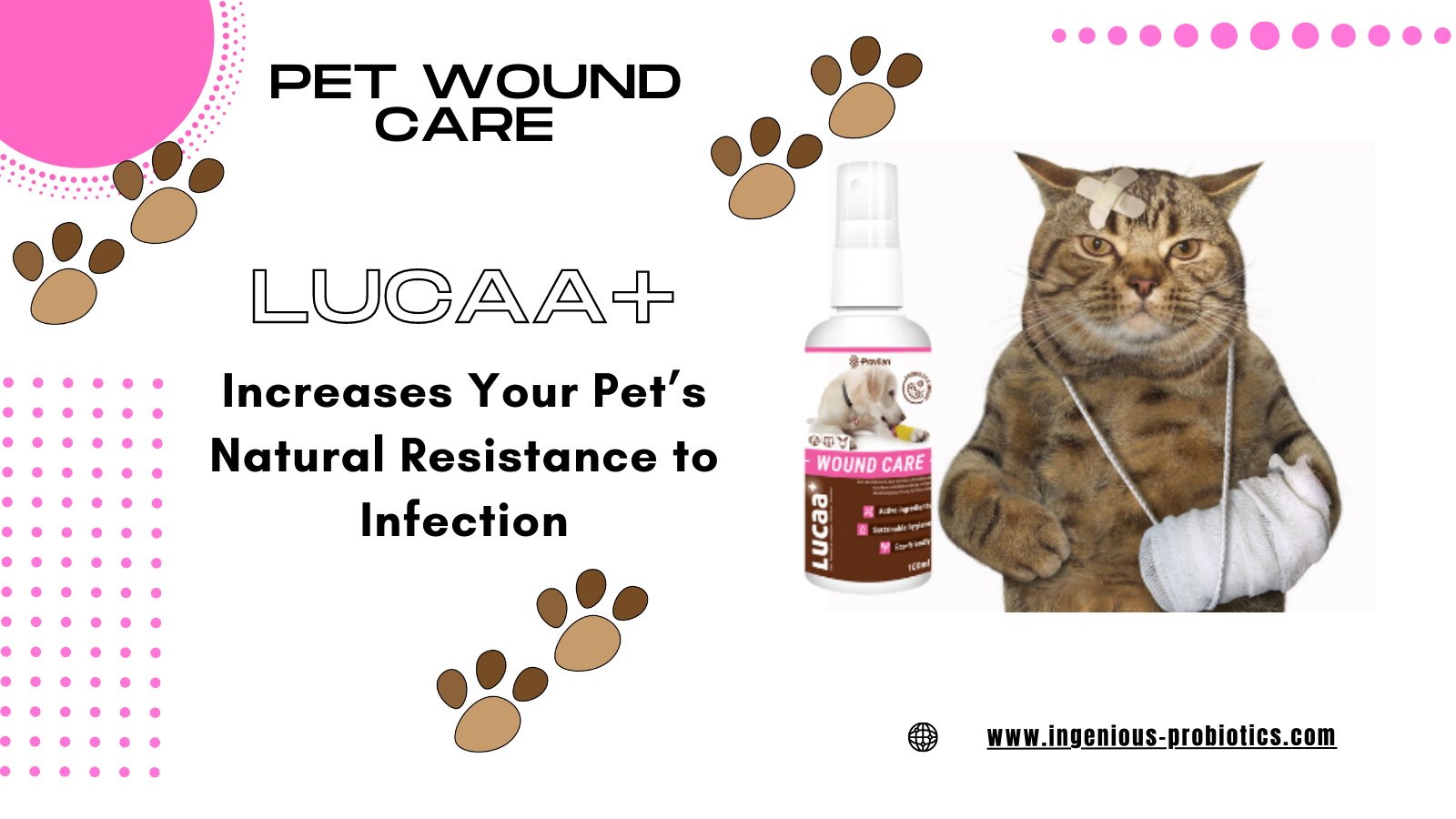 How Pet Safe Cleaning Products with Probiotics Protect Your Pets :  Ingenious Probiotics