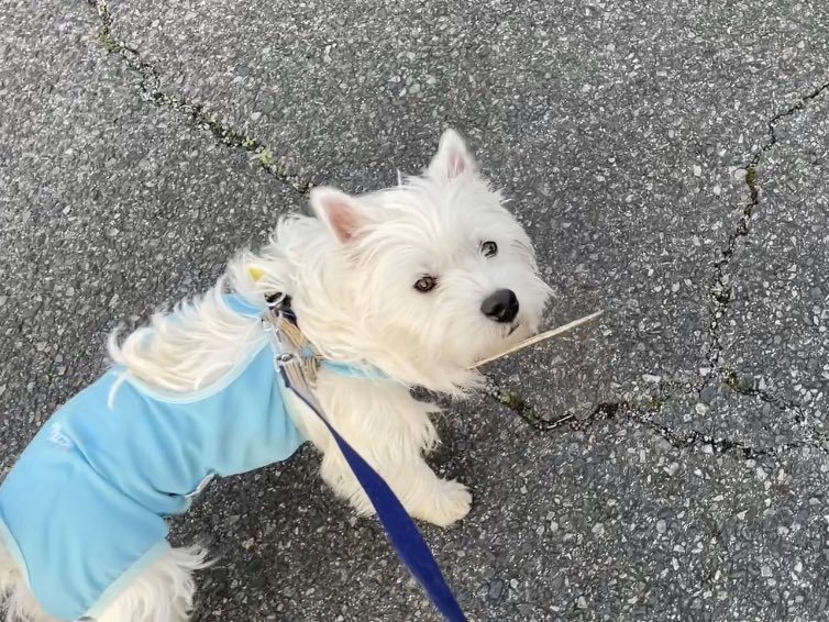 Simba_westie's tweet photo. お散歩中、今日も何かの運び屋してるな〜って思って見てたら

くっついてるだけでした😇なかなかとれずお家までこのまま運んだよ🐒 https://t.co/RTvPz7tv8D