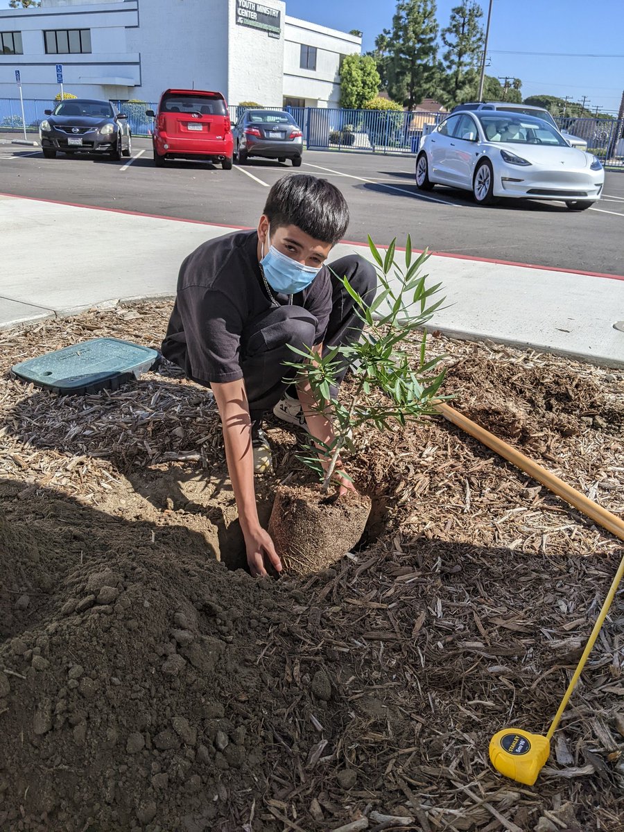 AndrosGarden's tweet photo. Another great #canativeplant going into the ground today. #Umbellulariacalifornica @TOLNativeplants @CNPS #BuenaParkMiddleSchoolFFA https://t.co/qUgo9Sqt6H