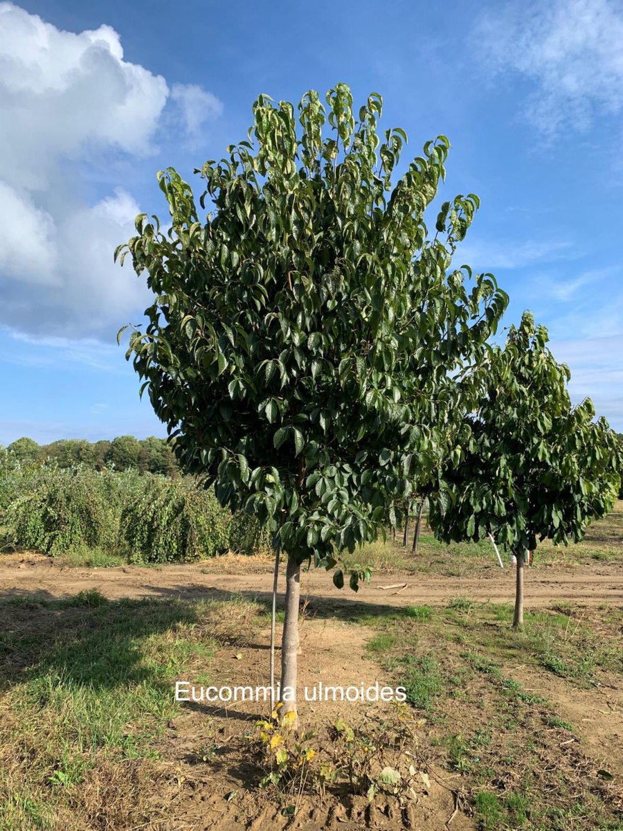 Eucommia ulmoides is a slow-growing, rounded tree with ascending branches and deep glossy green foliage.  Cercidiphyllum japonicum has leaves that emerge reddish-purple in spring, mature to blue-green in summer, and turn slowly to shades of gold, orange and red in fall.