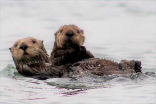 🦦 The sea otter's fur traps air in its mind-boggling 150,000 hairs per square centimetre! This makes it a perfect floating raft for its cub...
(Photo credit: Wendy Yates)
#otters #conservation #survival #charity #seaotters #monterey #elkhornslough