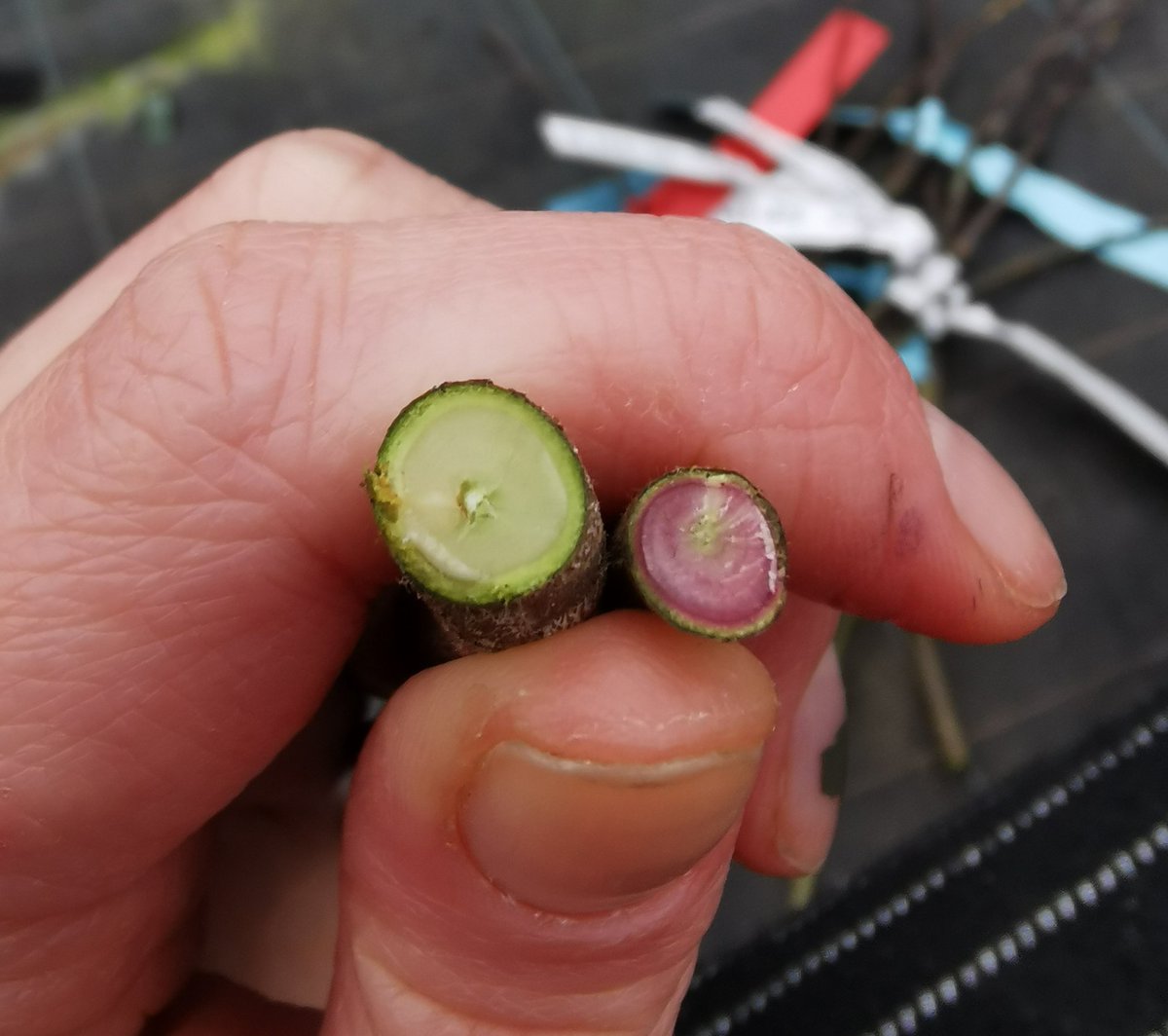 Impressive variation between seedlings from the same cross, shame this doesn't translate to fruit colour! 🍏🍎