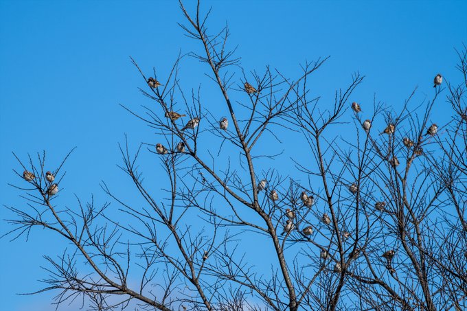 スズメの生る木をみつけました 