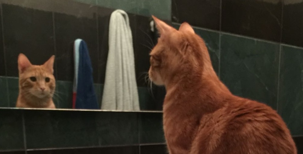 Lui è micio che prende coscienza di sé. #GiornataNazionaleDelGatto