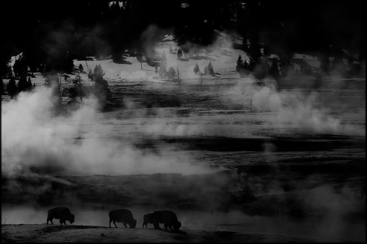 FelixMorlan's tweet photo. Bisons feeding in a geothermal area of ​​Yellowstone NP. According to a study, these specimens that frequent these areas live an average of five years less. The grass they feed on contains characteristics that cause significant wear on the teeth of these large herbivores. https://t.co/5lGInNk572
