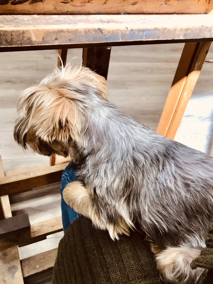 You (shall) work with the studio (mini) doggy in your legs if she chooses you to do so #StudioDog #PaintingsConservation