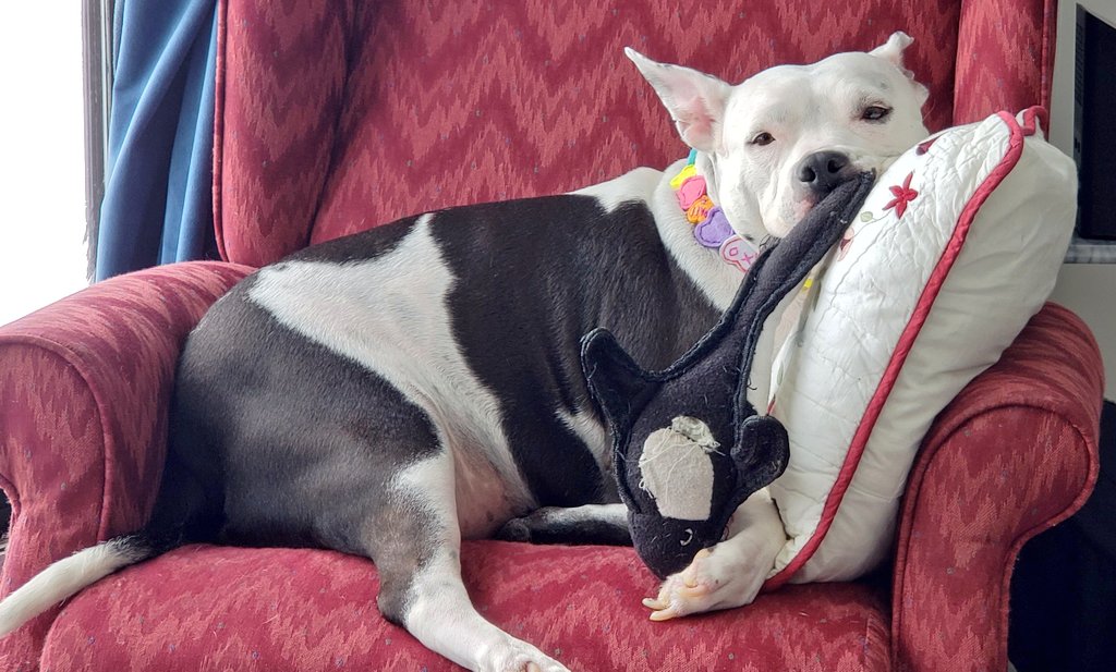 KatTheGEG's tweet photo. @PimaAnimalCare @KatTheGreenEye 🐶Pixie you said #chipom is a 🐕cat / 🦊fox 
🐶Willow you said #pittie is a couch 🛋 potato 🥔 😉 https://t.co/qJSecSswqX