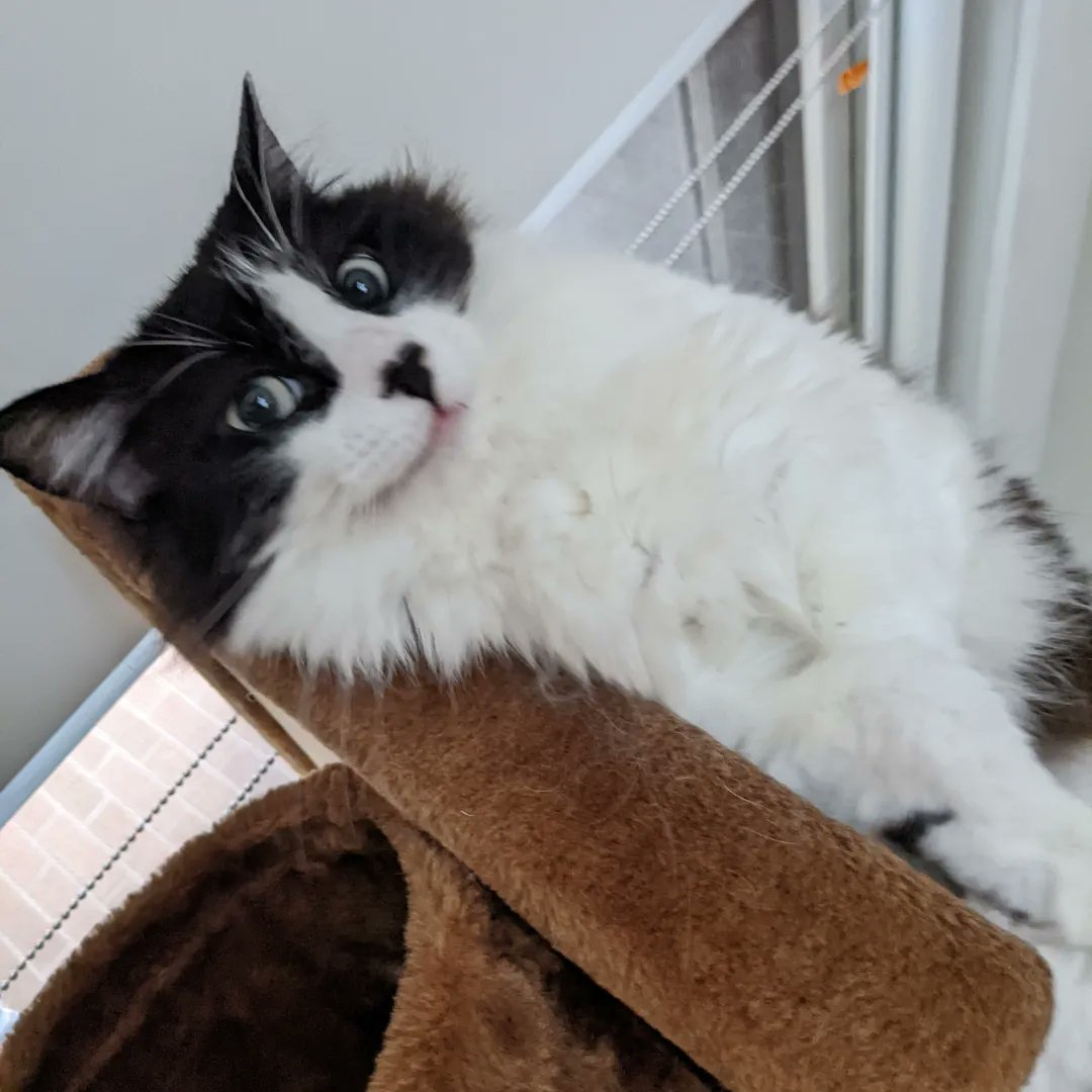 SparkySteps's tweet photo. Donβt mind me π
#Chicago #catsitters #cat #CatoftheDay #catsofchicago https://t.co/airLKgv8MM