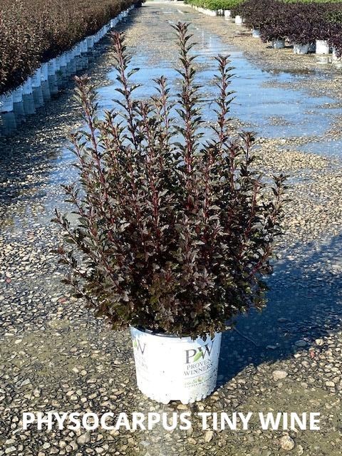 Summer Wine is an easy way to introduce wine-colored foliage into the home garden. It is fast-growing and has few if any, pest problems. Physocarpus Tiny Wine has dark bronze-maroon foliage that is colorful all season &amp; contrasts beautifully with the white flowers in late spring.