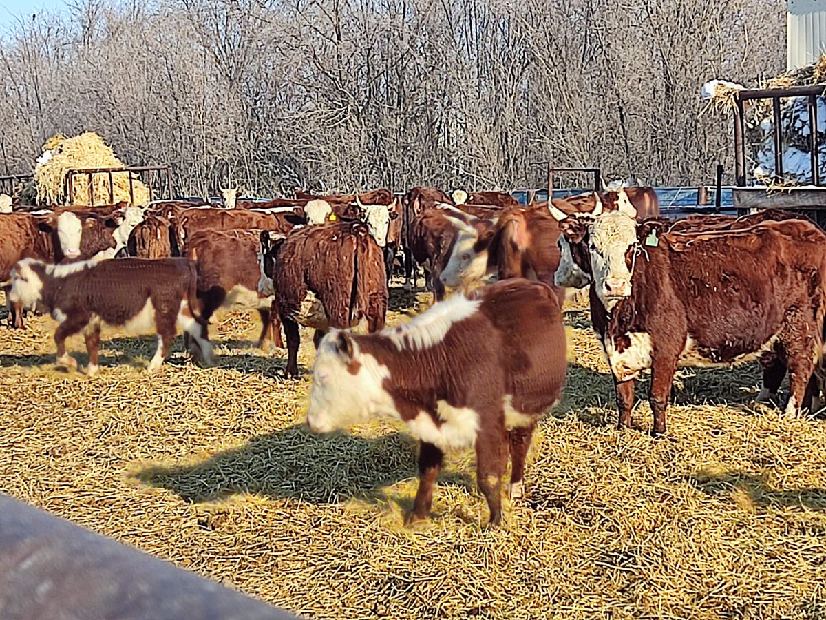 🗓 17 февраля глава Большеглушицкого района В.А. Анцинов совместно с руководителем Управления сельского хозяйства С.В. Гладковым посетили хозяйства, занимающиеся животноводством...
Подробнее: vk.com/novosti_bolsha…