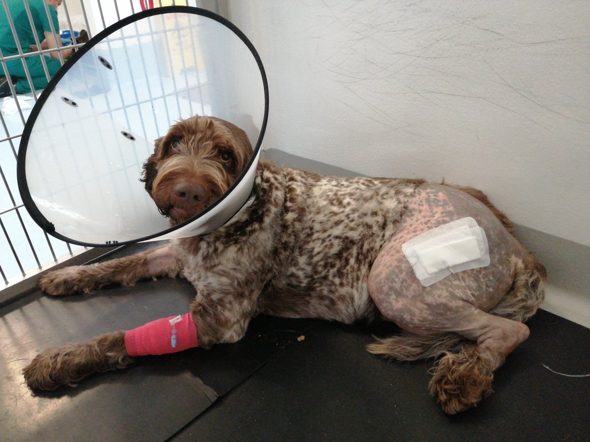 University of Liverpool Veterinary Physiotherapy tweet media