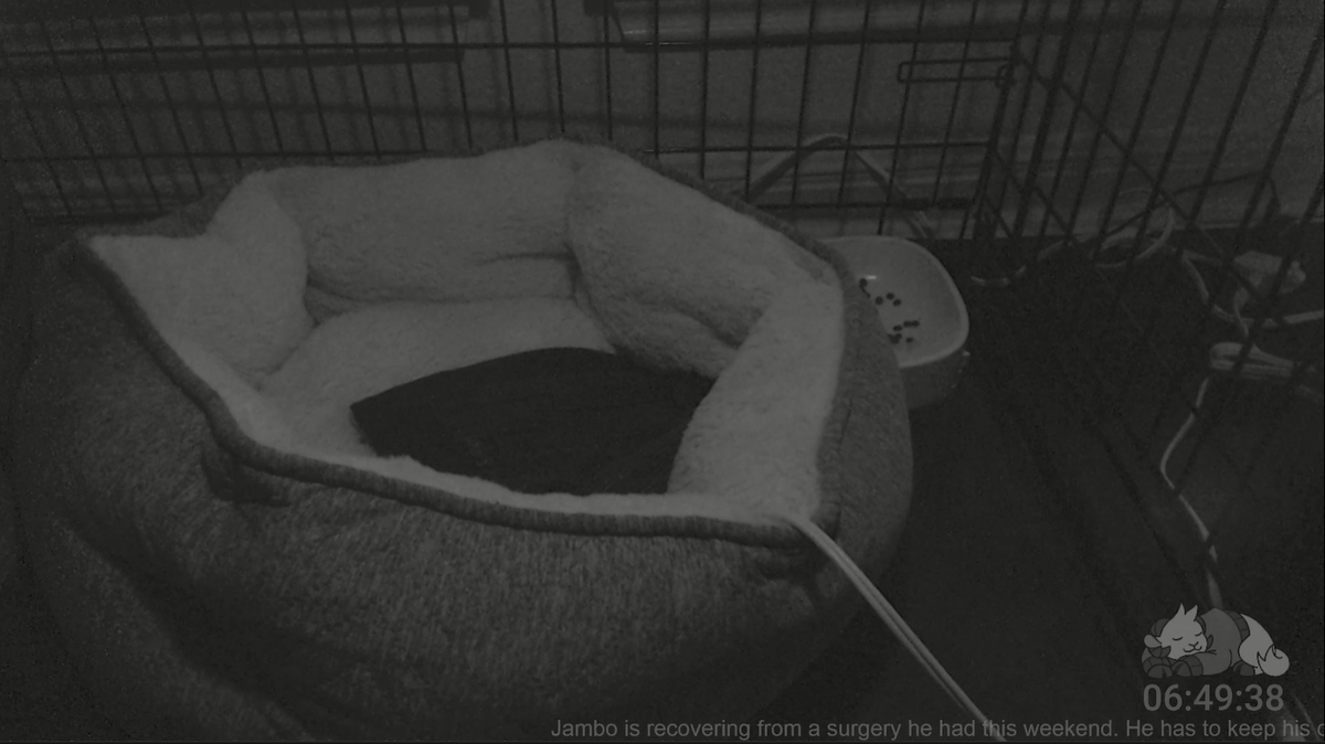 Schlatt letting jambo have his own sleep cam is so sweet, just look at him having a little rest- 𝖜𝖍𝖊𝖗𝖊 𝖉𝖎𝖉 𝖍𝖊 𝖌𝖔.