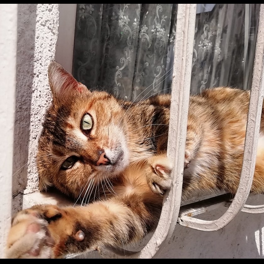 Kediler günümüs kudlu mudlu olsun!!!
#dunyakedilergunu