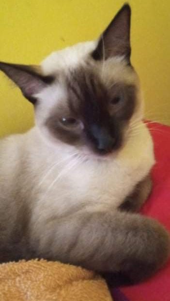 AlertaMePerdi's tweet photo. #PERDIDO #GUAYAQUIL 
Nombre: #RANSES
Fecha: 07/02/22
Sector: Norte, Huancavilca Norte, Urb. El Sol.
Sexo: Macho.
Raza: Siamés.
Obsv.: Portaba un collar azul con un dige en forma de gato sin datos y esta esterilizado.
Contacto: 0939955183
¡Ayúdalo a volver!
#AlertaMePerdí https://t.co/IKrRDLbXYg