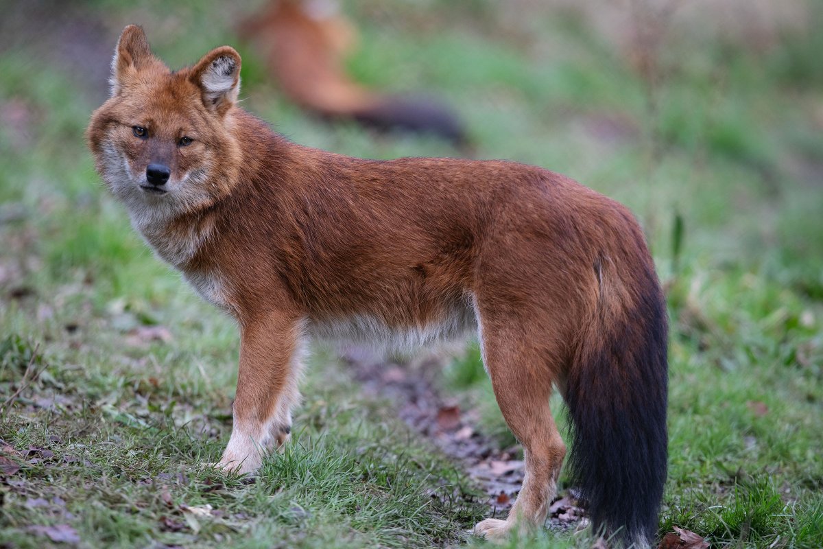 DublinZoo's tweet photo. Dublin Zoo is excited to announce the arrival of a new species to the Zoo – dholes! 🐾

Dholes are medium-sized canine predators with rounded ears, a slender body with red-brown fur and a black tail. https://t.co/eZKLHlFlq8