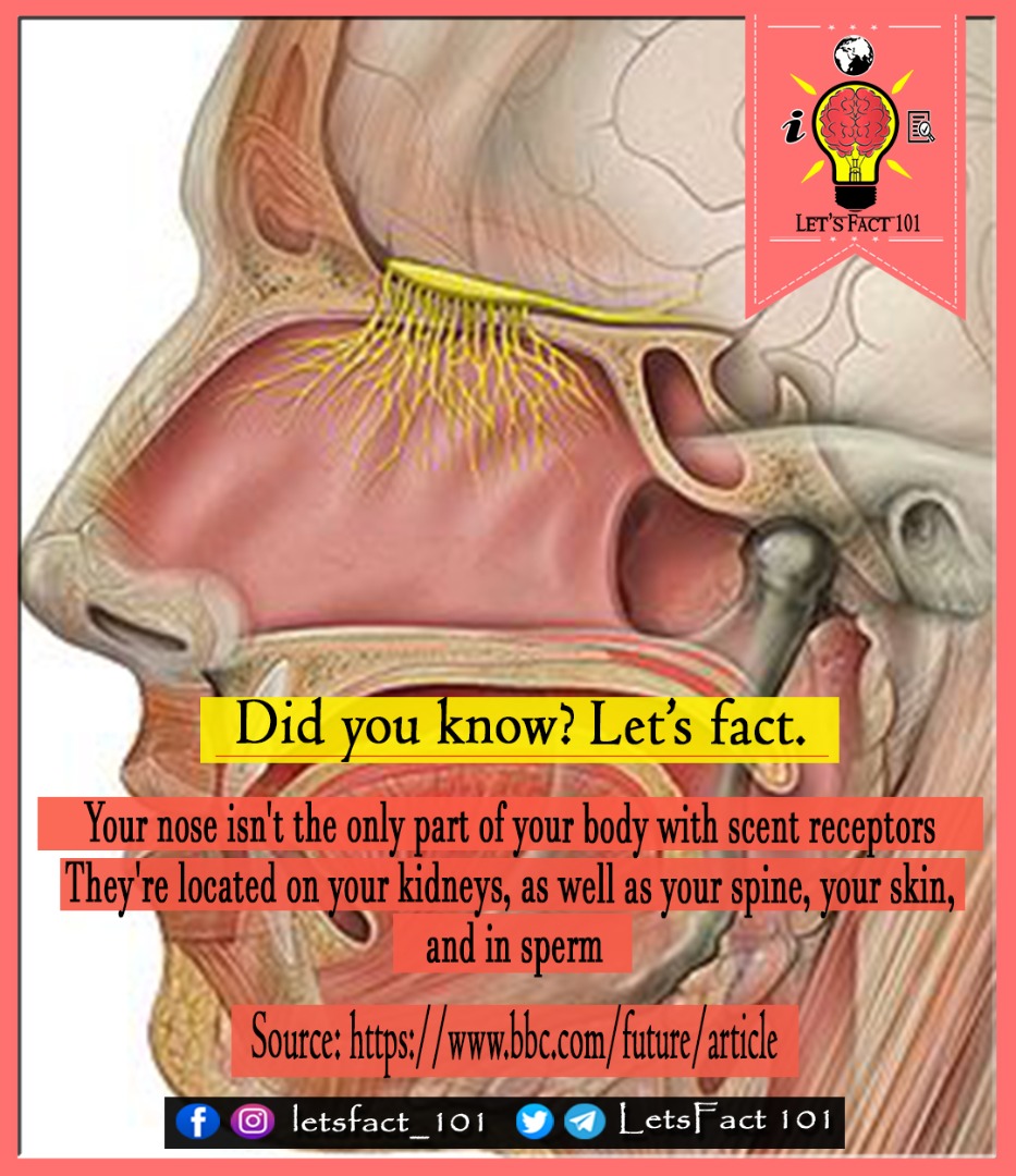 Letsfact101's tweet photo. Scientists have discovered that odor receptors are not only present in the nose, but also throughout the body, including the liver, heart, kidneys, and even sperm, where they play a key role in a variety of physiological functions.

#biology #science #neuroscience #anatomy #nft https://t.co/jRp0gjydS3