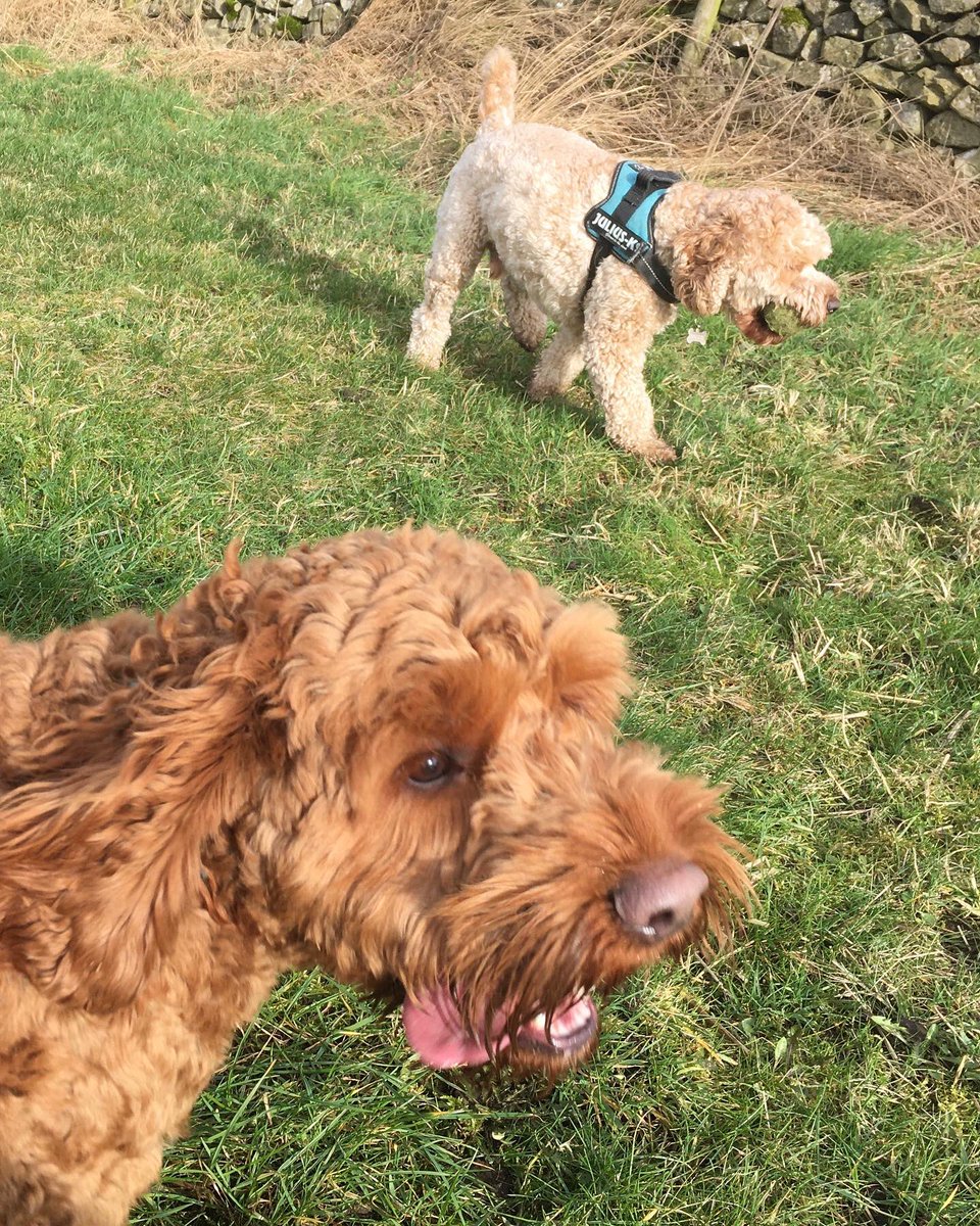 PeakWags&Woofs tweet media