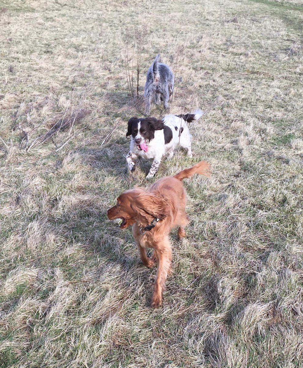 PeakWags&Woofs tweet media