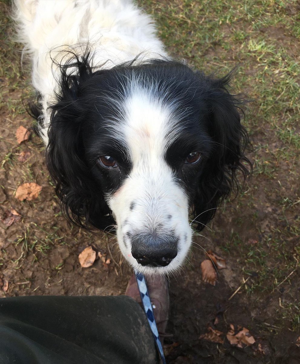 PeakWags&Woofs tweet media