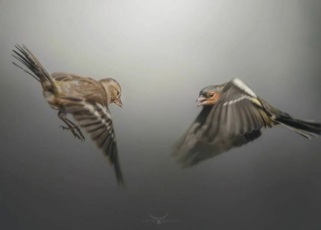 ObjectiuAlat's tweet image. Aquí veieu una parella de Pinsà comú (Fringilla coelebs) fent-se ullets. A l'esquerra hi tenim a la femella, amb uns colors més pàl·lids i a la dreta el mascle, amb el cap rogenc i blavós.🔵🟠🟤
.
.
.
.
#ocells_de_catalunya #icocells #ocellscat #ornitol… instagr.am/p/CaFJ2lDMoV2/