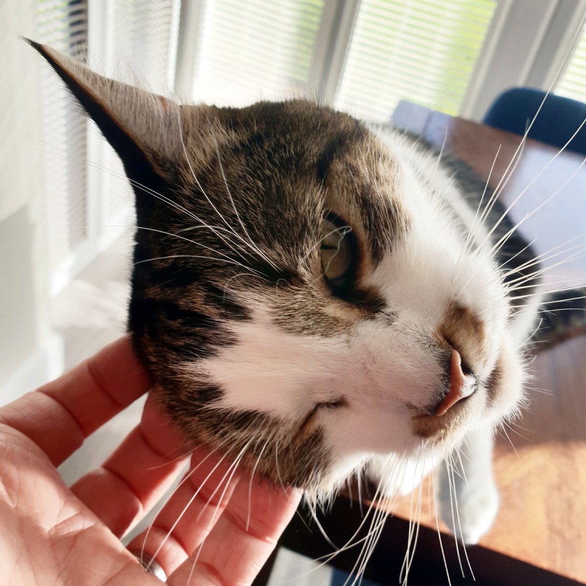 CoolCatCollars's tweet photo. Lovely ear tickles x https://t.co/VZ4fdoIJUh