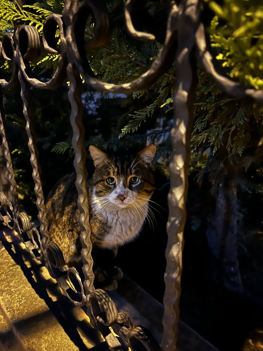 CryptoPashaClub tweet media