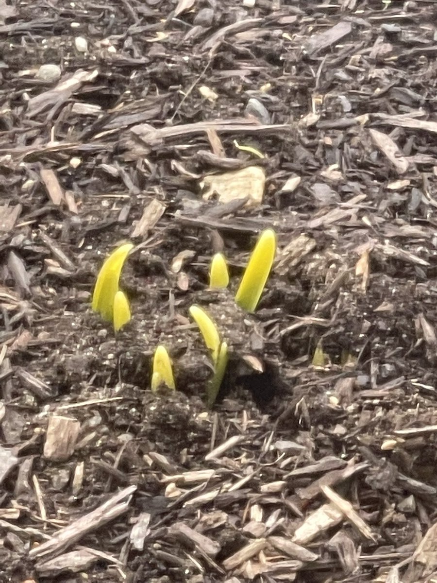 Region6Music's tweet image. A sign of spring outside my window at Goshen Center School! @TraKeilty