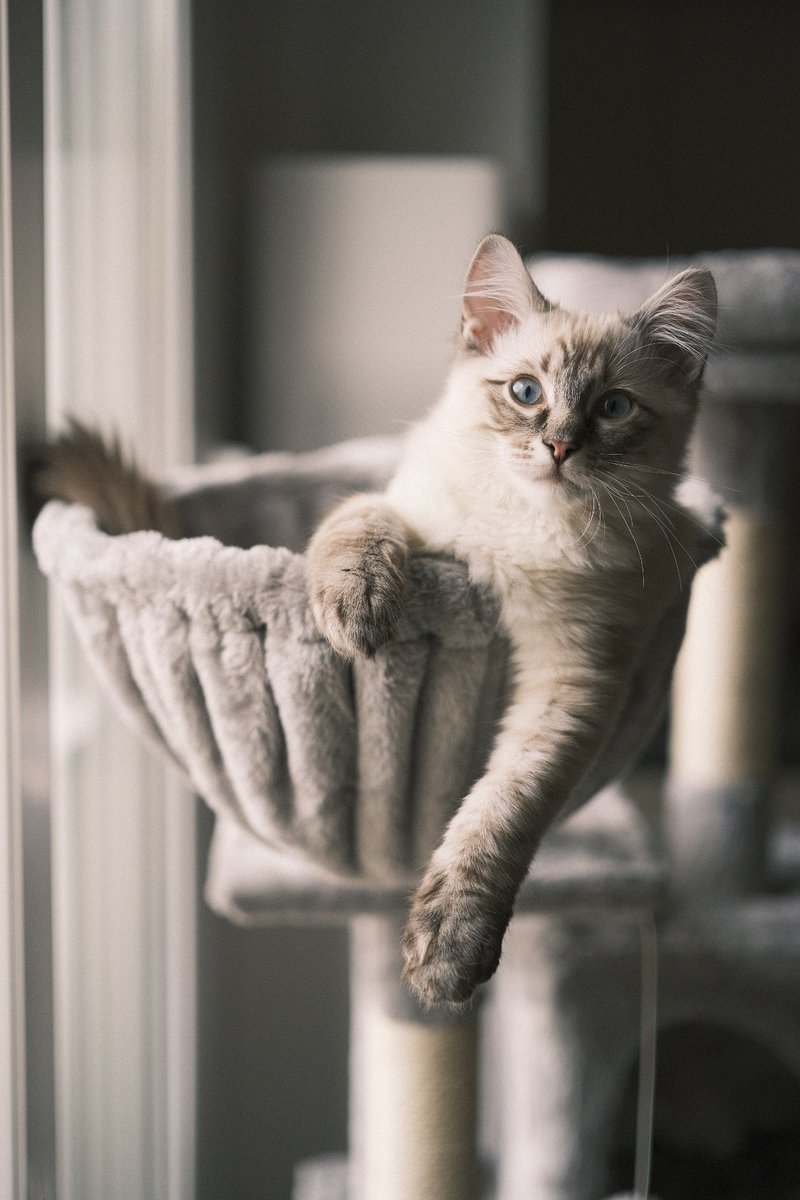 Mattouts's tweet photo. Déjà 4 jours qu'il est là il commence à bien s'adapter 😻 https://t.co/q8Zi4lRQ0V