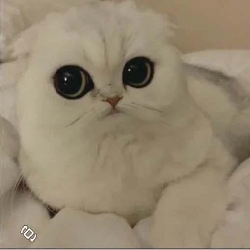 Treasure_s0z's tweet photo. تعداد زیادی ترژرمیکر میبینم تو تی الم
از عجایبه 🦭

#Shining18_JunghwanDay
#소중한_정환이의_빛나는_열여덟
#소정환 #SOJUNGHWAN
@treasuremembers https://t.co/TjIVyBs4l7