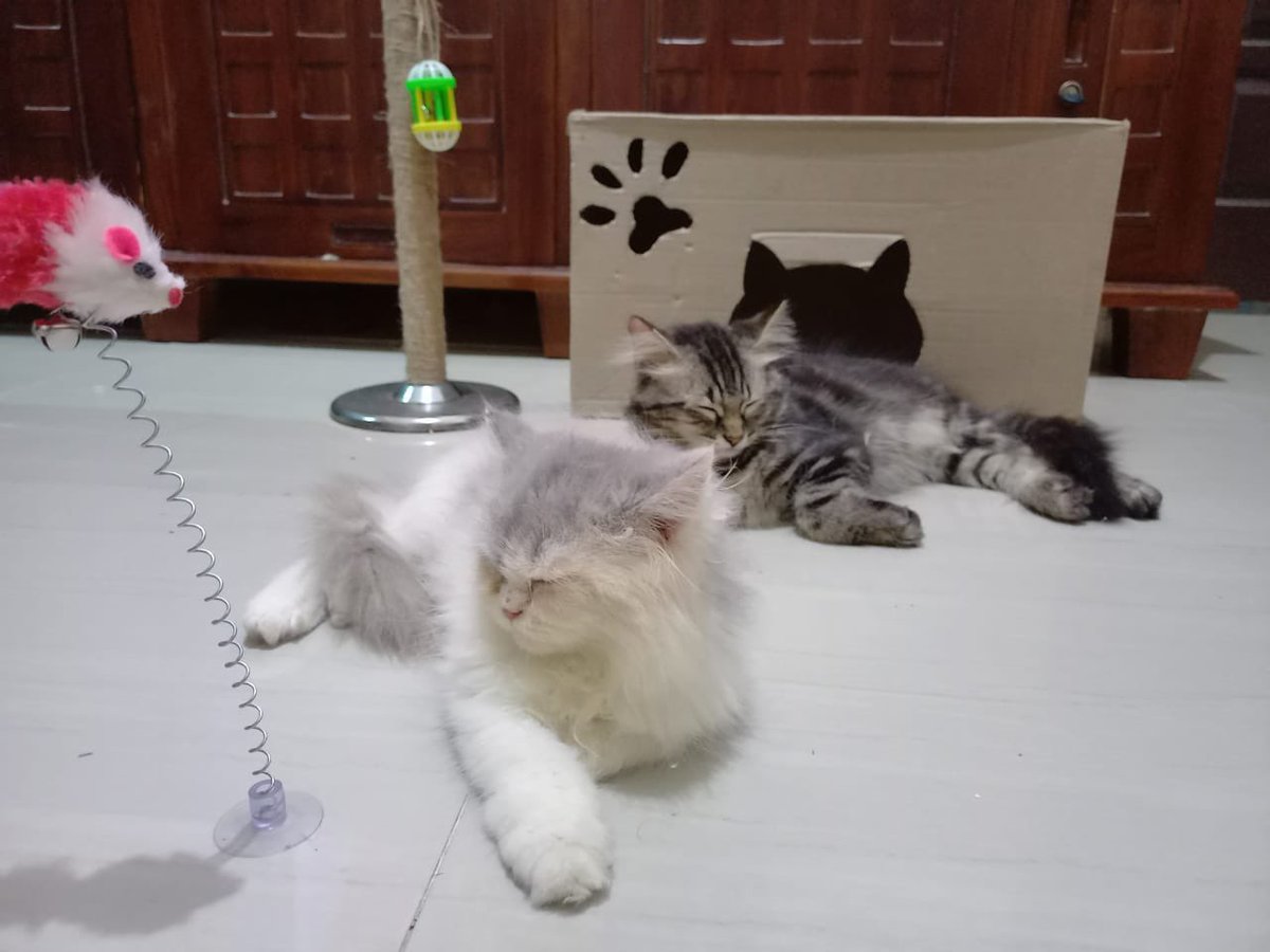 DellaChardena's tweet photo. 30yo hidup dg alergi bulu kucing, 2022 memutuskan piara anabul 2 sekaligus n now ga pernah alergi itu muncul dan semakin cinta sm mereka.

Note : terkadang apa yg ditakutkan itu akan menjadi kenyataan, karna mindset terdoktrin, stlh dilakukan trnyata tdk seburuk yg difikirkan https://t.co/zTixKFJKO2