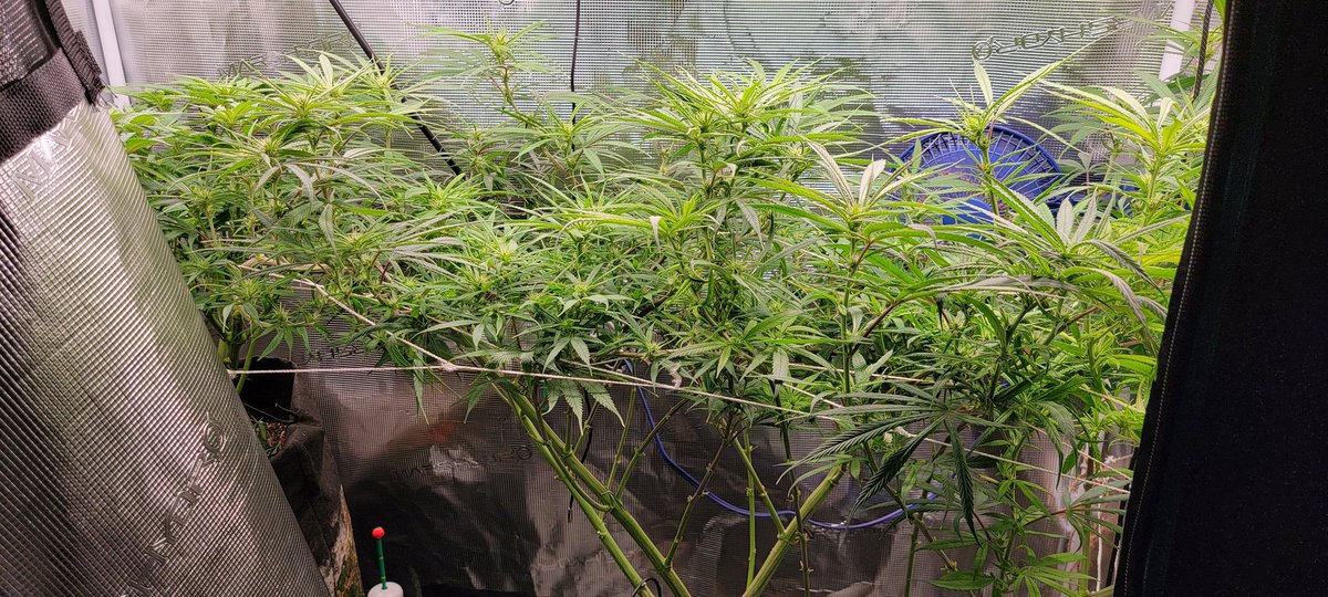 HerosHomegrow's tweet photo. Skywalker OG about 2 weeks into flower. Such a beast!
This one has been finicky in the past but seems to be loving the @Octopotgardens
#SkywalkerOG #IrvineArmy #HomeGrown #GoodKush #CannabisCommunity #cannabisculture https://t.co/SNuDYOOqLh