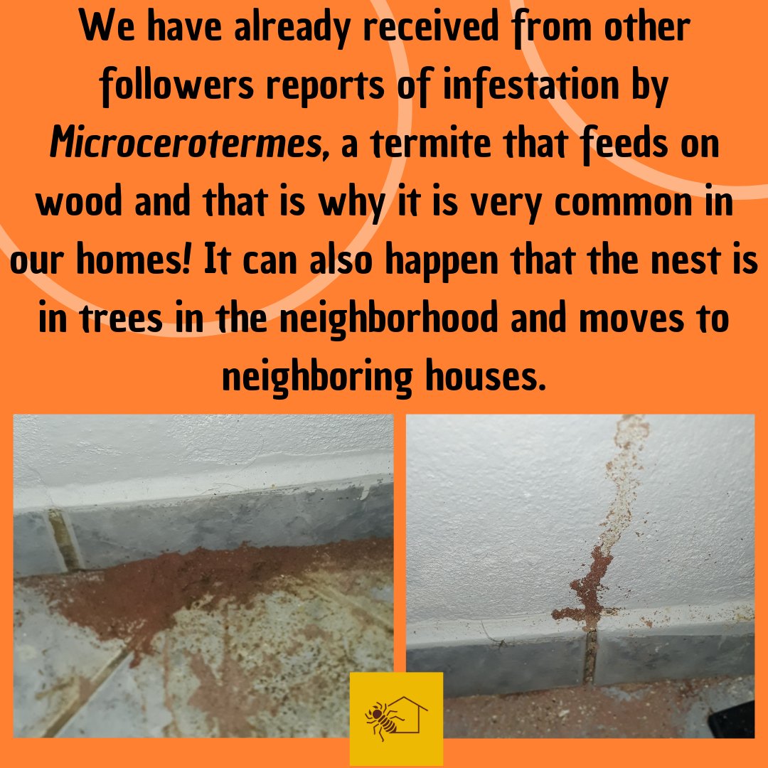TemCupimlaemCS's tweet photo. Hi people !! Today we came to show you this record of a follower from Espirito Santo. She moved into a new house and to her surprise there were already old guests!!
#termites #isoptera #citzenscience #insect #scientificdivulgation #entomology #science #science #naturelovers https://t.co/Mnno0Y4rek